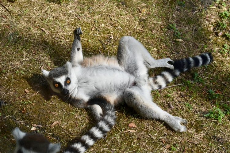 Picture of a lemur